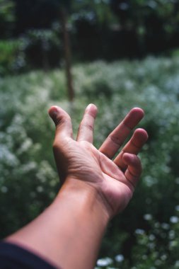 Beyaz çiçek tarlaları olan bir el. Fotokopi alanı ile bahçıvanlık, romantizm, ilişki ve doğa arka planı