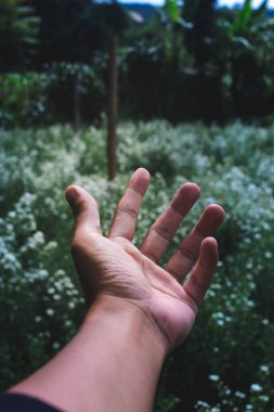 Beyaz çiçek tarlaları olan bir el. Fotokopi alanı ile bahçıvanlık, romantizm, ilişki ve doğa arka planı