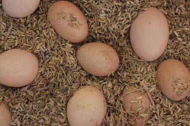 Çiftlikteki pirinç kabuğunda bir grup tavuk yumurtası..