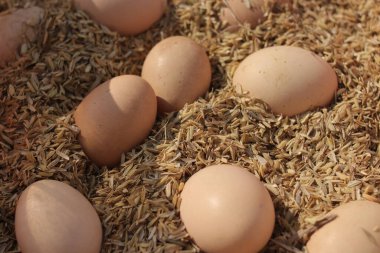 Çiftlikteki pirinç kabuğunda bir grup tavuk yumurtası..