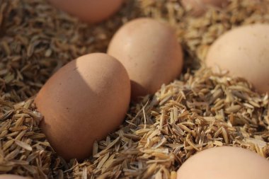 Çiftlikteki pirinç kabuğunda bir grup tavuk yumurtası..