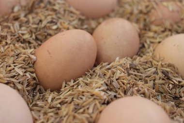 Çiftlikteki pirinç kabuğunda bir grup tavuk yumurtası..