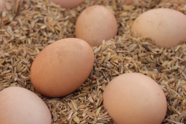 Çiftlikteki pirinç kabuğunda bir grup tavuk yumurtası..