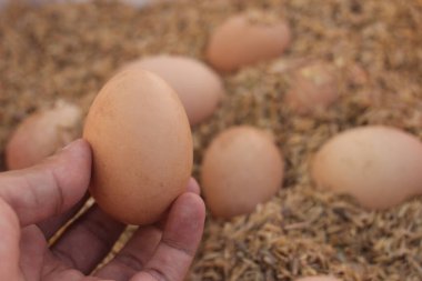 El 'in taze kahverengi tavuk yumurtası ve bulanık kahverengi yumurta ve pirinç kabuğuyla yakın plan görüntüsü.