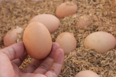 El 'in taze kahverengi tavuk yumurtası ve bulanık kahverengi yumurta ve pirinç kabuğuyla yakın plan görüntüsü.