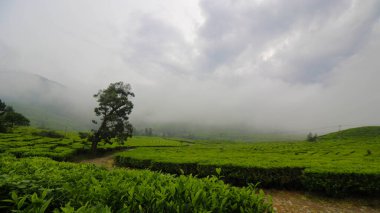 Tea plantation landscape after rain with soft fog in the afternoon