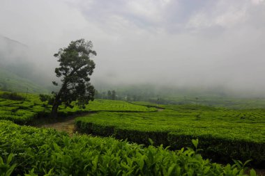 Tea plantation landscape after rain with soft fog in the afternoon