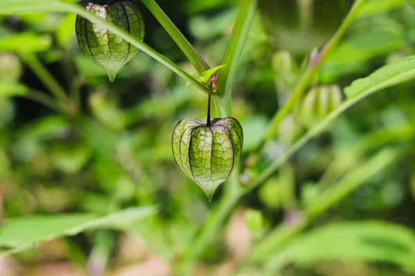Bahçedeki ağaçtaki kirazların yabani meyvelerinin yakın plan görüntüsü. Ayrıca Cecenet, Cecendet, Kopok-kopokan, ciplukan, Physalis Peruviana ve İnka çileği olarak da bilinir.