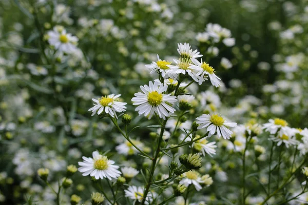 Flores Blancas Aster Que Florecen Jardín Están Listas Para Ser — Foto de Stock