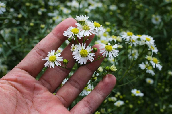 Hand Holding White Aster Flower Garden Blooming White Daisies Background — Stok fotoğraf