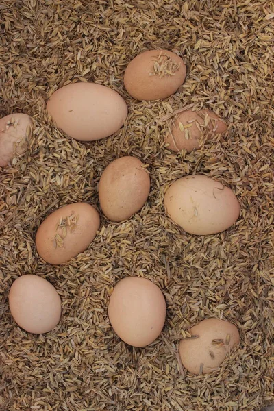 Çiftlikteki pirinç kabuğunda bir grup tavuk yumurtası..