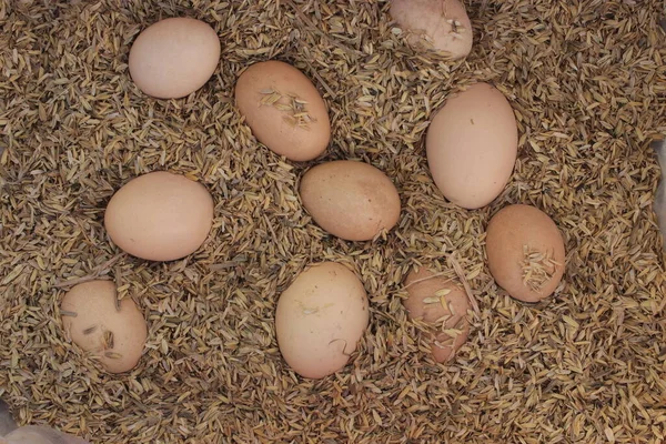 Çiftlikteki pirinç kabuğunda bir grup tavuk yumurtası..