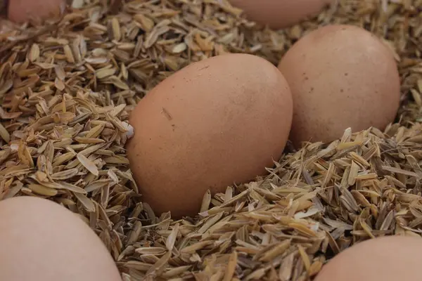 Çiftlikteki pirinç kabuğunda bir grup tavuk yumurtası..