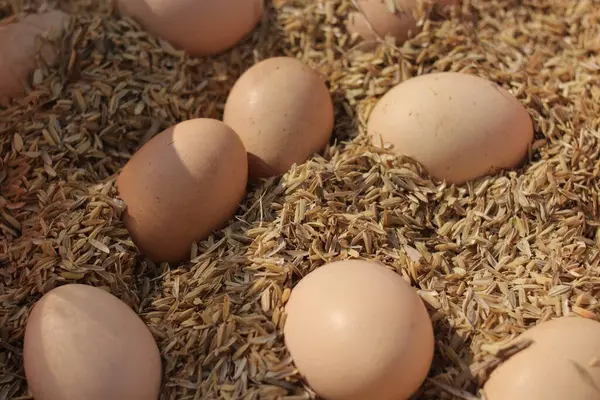 Çiftlikteki pirinç kabuğunda bir grup tavuk yumurtası..