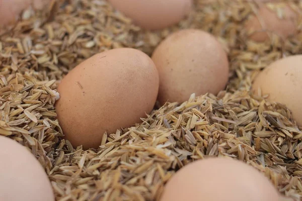 Çiftlikteki pirinç kabuğunda bir grup tavuk yumurtası..