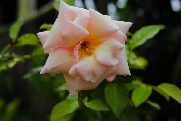 Close View Pink Rose Flower Blooming Garden — Stock fotografie