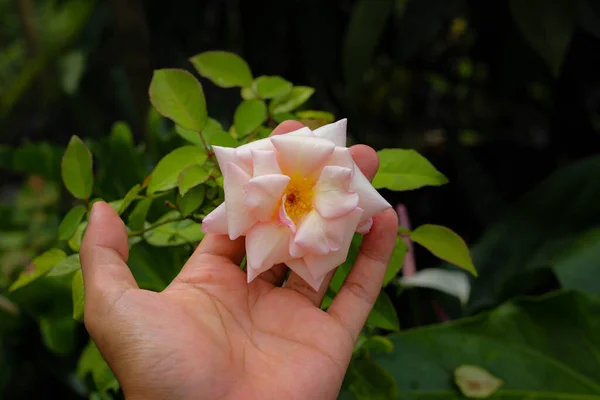 Close View Hand Holding Pink Rose Flower Garden — Stockfoto