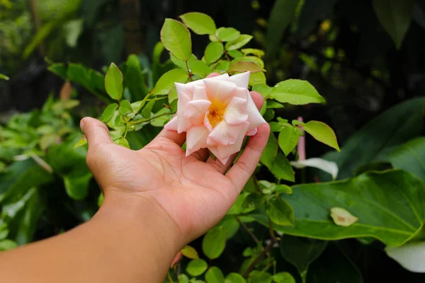 Vue Rapprochée Main Tenant Une Fleur Rose Dans Jardin — Photo