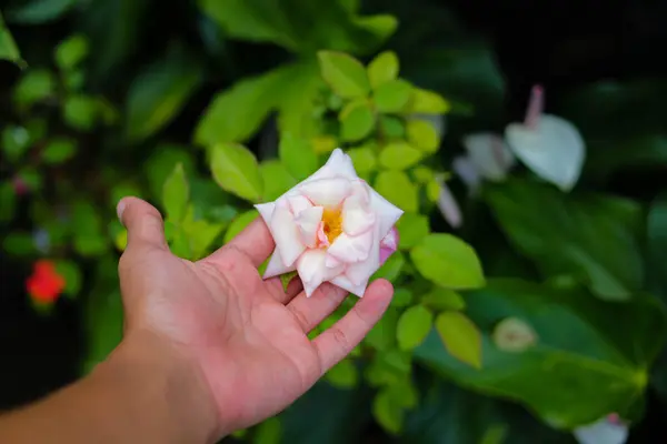 Vista Ravvicinata Mano Che Tiene Fiore Rosa Rosa Nel Giardino — Foto Stock