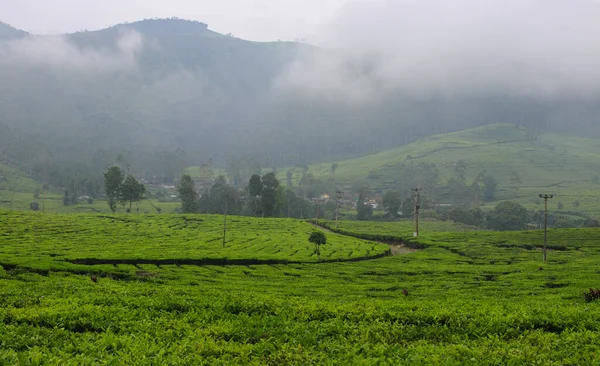 Teeplantagenlandschaft Nach Regen Mit Leichtem Nebel Nachmittag — Stockfoto