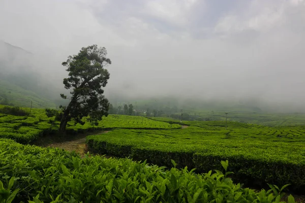 Ландшафт Чайной Плантации После Дождя Мягким Туманом Второй Половине Дня — стоковое фото