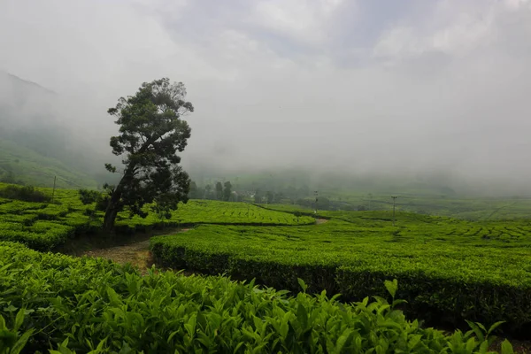 Paisaje Plantación Después Lluvia Con Niebla Suave Por Tarde — Foto de Stock