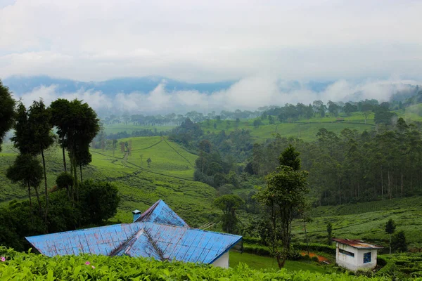 Ландшафт Чайной Плантации После Дождя Мягким Туманом Второй Половине Дня — стоковое фото