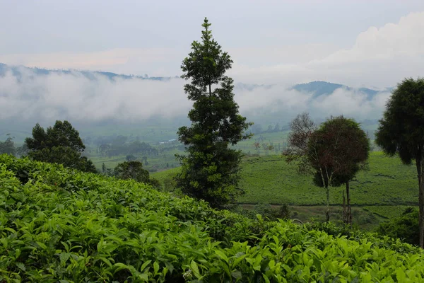 Paisagem Plantação Chá Após Chuva Com Névoa Macia Tarde — Fotografia de Stock