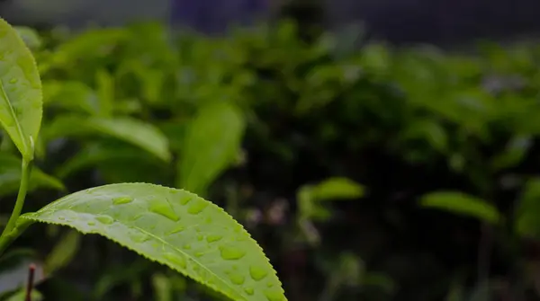 Close View Tea Leaf Raindrops Rain Morning — Stockfoto