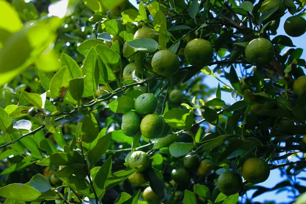 Large Group Lime Limau Citrus Amblycarpa Tree Ready Harvest Farmers — Zdjęcie stockowe