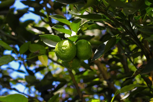Large Group Lime Limau Citrus Amblycarpa Tree Ready Harvest Farmers — Zdjęcie stockowe