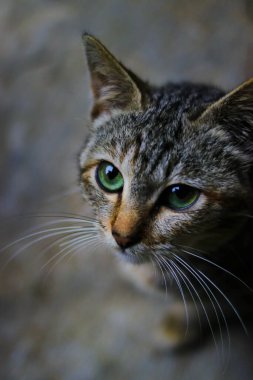 Güzel gri bir kedi yavrusunun yukarıdan görünüşü kameraya bakıyor ve yemek istiyor.
