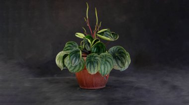 Karpuz peperomisi (Peperomia argyreia), göz yaşı şeklinde yeşil yapraklar ve gri arka planda izole edilmiş gümüş çizgilerle..