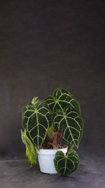 Beyaz tencere üzerinde Anthurium Clarinervium ve gri arkaplan üzerinde kopya alanı