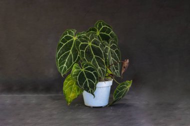 Beyaz tencere üzerinde Anthurium Clarinervium ve gri arkaplan üzerinde kopya alanı