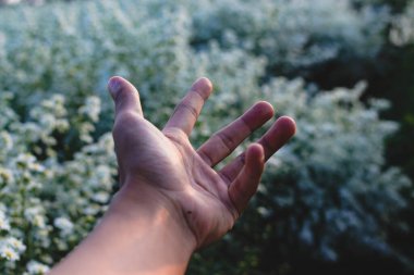 Beyaz çiçek tarlaları olan bir el. Fotokopi alanı ile bahçıvanlık, romantizm, ilişki ve doğa arka planı