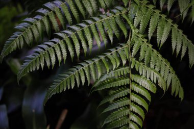 Ormandaki güzel eğreltiotu yaprağının yakın görüntüsü..
