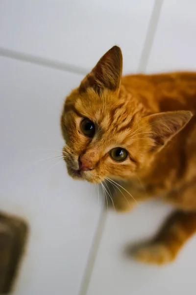 Vista Arriba Hacia Abajo Hermoso Gatito Amarillo Está Mirando Cámara —  Fotos de Stock