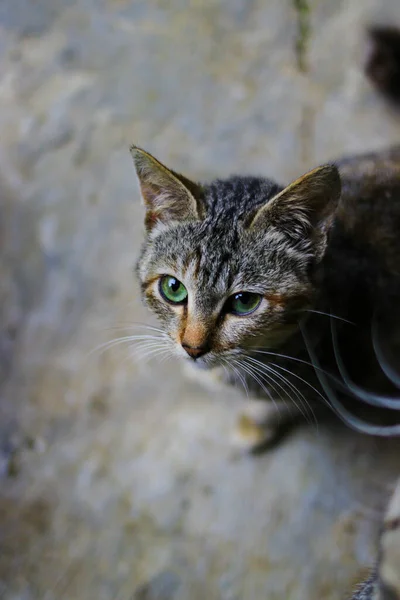 Top Zicht Van Een Mooie Grijze Kitten Kijken Naar Camera — Stockfoto