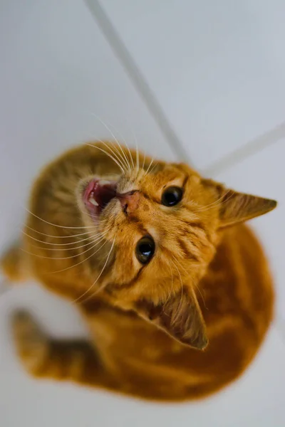 Vista Arriba Hacia Abajo Hermoso Gatito Amarillo Está Mirando Cámara —  Fotos de Stock