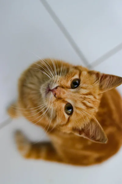 Top View Beautiful Yellow Kitten Looking Camera Asking Food — 스톡 사진