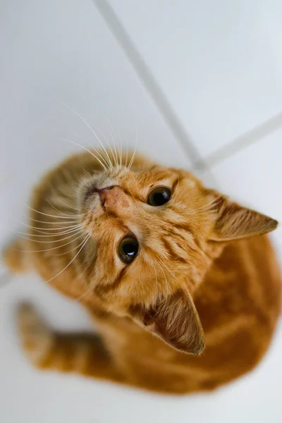 Visão Cima Para Baixo Lindo Gatinho Amarelo Está Olhando Para — Fotografia de Stock