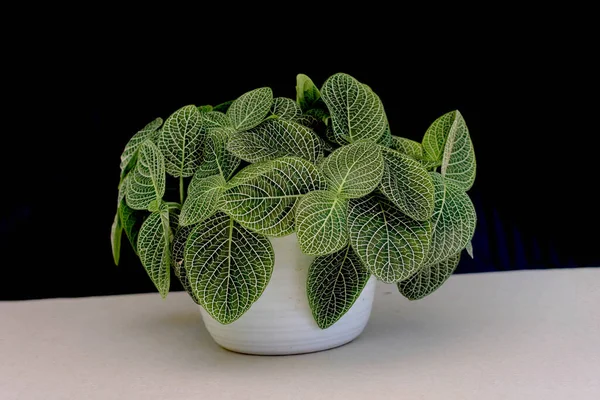 Close Zicht Zenuwplant Fittonia Argyroneura Witte Pot Zwarte Achtergrond Tuinieren — Stockfoto