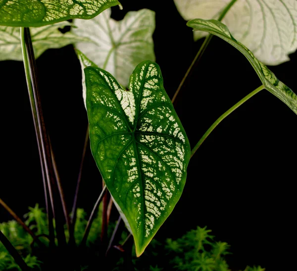 Nahaufnahme Von Caladium White Christmas Auf Schwarzem Hintergrund — Stockfoto