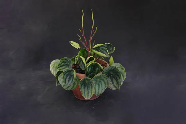 Watermelon peperomia (Peperomia argyreia) with teardrop-shaped green leaves and silver stripes isolated on grey background.