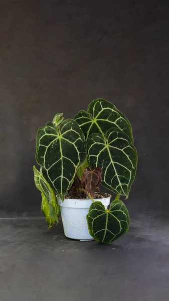 Anthurium Clarinervium Sobre Maceta Blanca Con Espacio Para Copiar Sobre — Foto de Stock