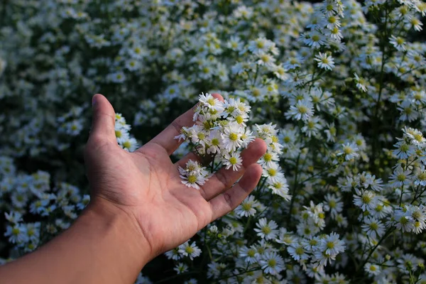 Hand Holding White Aster Flower Garden Blooming White Daisies Background — Stock Fotó