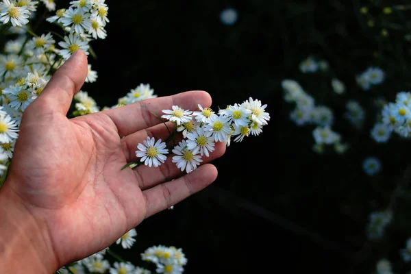 Main Tenant Fleur Aster Blanc Dans Jardin Avec Fond Marguerites — Photo