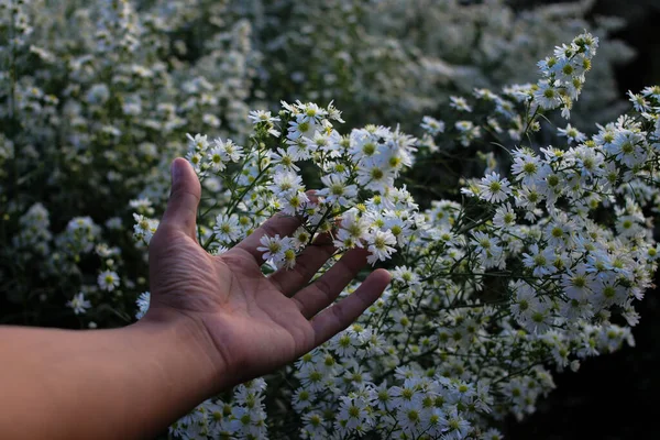 Hand Holding White Aster Flower Garden Blooming White Daisies Background — Stok fotoğraf