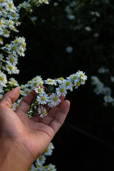 Hand Holding White Aster Flower Garden Blooming White Daisies Background — Stok fotoğraf